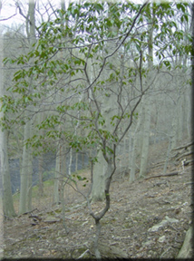 imagesMountainLaurel 