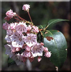MountainLaurelFlower